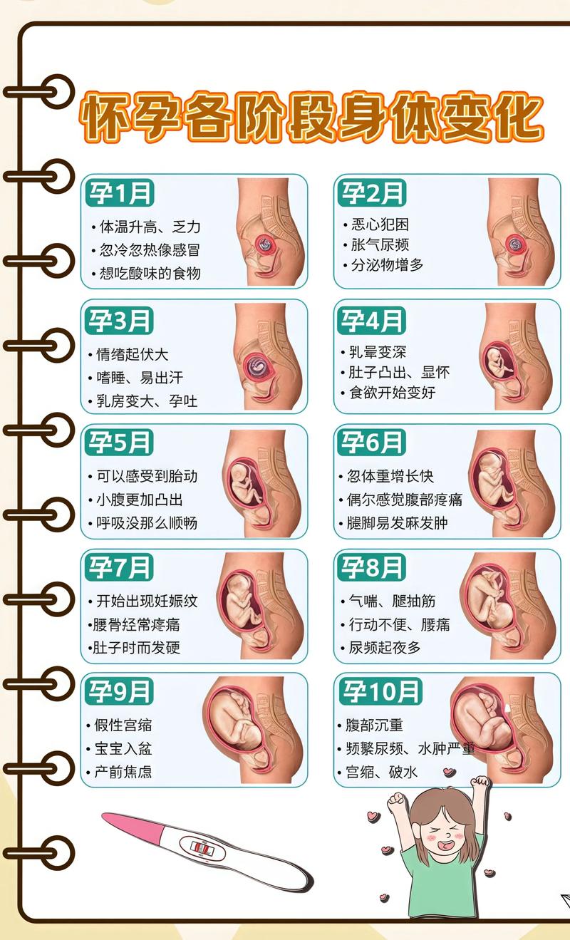 揭秘供卵代孕妈妈怀孕小腹分两节，孕期变化的奥秘白山代生机构: